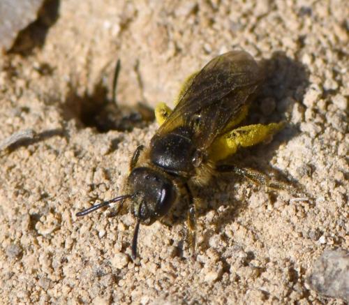 Lasioglossum sp.